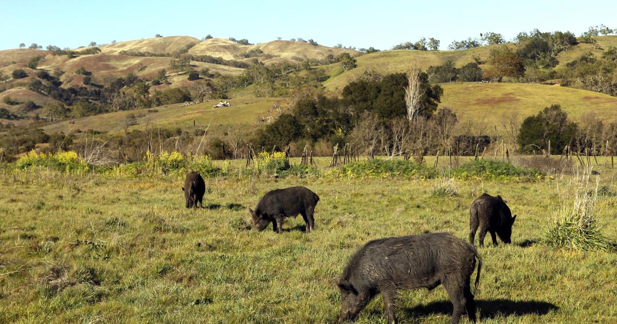 Wild pigs’ flesh turning ‘neon blue’ in California. Authorities are sounding the alarm