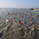 Thousands to Dive In This Saturday