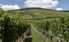 Birds and Bats Reduce Vineyard Crop Loss, Study Finds