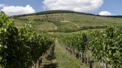 Birds and Bats Reduce Vineyard Crop Loss, Study Finds