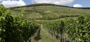 Birds and Bats Reduce Vineyard Crop Loss, Study Finds