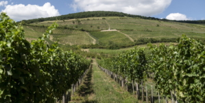Birds and Bats Reduce Vineyard Crop Loss, Study Finds