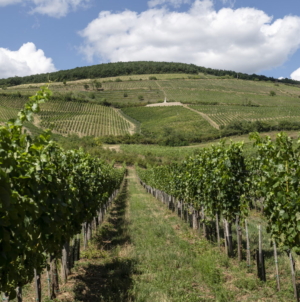 Birds and Bats Reduce Vineyard Crop Loss, Study Finds