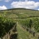 Birds and Bats Reduce Vineyard Crop Loss, Study Finds