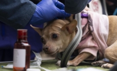 Flea-borne typhus infections rise in SoCal: How to stay safe