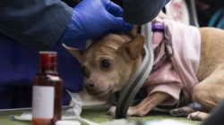 Flea-borne typhus infections rise in SoCal: How to stay safe