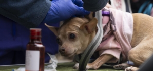 Flea-borne typhus infections rise in SoCal: How to stay safe