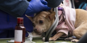 Flea-borne typhus infections rise in SoCal: How to stay safe