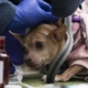 Flea-borne typhus infections rise in SoCal: How to stay safe