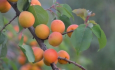 Research Project Aims to Save Domestic Apricot Production