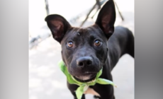 Dog ‘Doesn’t Understand’ After Being Returned to Shelter for Saddest Reason