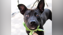 Dog ‘Doesn’t Understand’ After Being Returned to Shelter for Saddest Reason