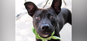 Dog ‘Doesn’t Understand’ After Being Returned to Shelter for Saddest Reason