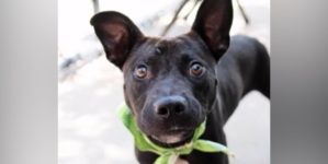 Dog ‘Doesn’t Understand’ After Being Returned to Shelter for Saddest Reason