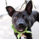 Dog ‘Doesn’t Understand’ After Being Returned to Shelter for Saddest Reason