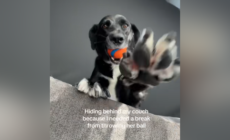 Owner Who ‘Needed a Break’ Tries To Hide From Dog—Does Not Go To Plan