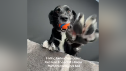 Owner Who ‘Needed a Break’ Tries To Hide From Dog—Does Not Go To Plan