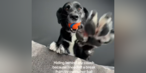 Owner Who ‘Needed a Break’ Tries To Hide From Dog—Does Not Go To Plan