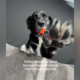 Owner Who ‘Needed a Break’ Tries To Hide From Dog—Does Not Go To Plan