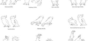 Scientists Reveal How to Dance Like a Cockatoo