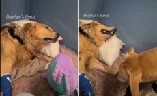 Golden Retriever Spends Days in ICU—Then Brother’s Visit Changes Everything