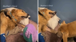 Golden Retriever Spends Days in ICU—Then Brother’s Visit Changes Everything
