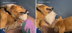 Golden Retriever Spends Days in ICU—Then Brother’s Visit Changes Everything