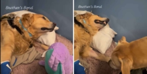 Golden Retriever Spends Days in ICU—Then Brother’s Visit Changes Everything