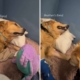 Golden Retriever Spends Days in ICU—Then Brother’s Visit Changes Everything