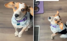 Woman Adopts Dog, Then Realizes She Doesn’t Know ‘Release Command’ for Food
