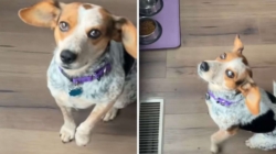 Woman Adopts Dog, Then Realizes She Doesn’t Know ‘Release Command’ for Food