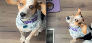 Woman Adopts Dog, Then Realizes She Doesn’t Know ‘Release Command’ for Food