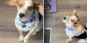 Woman Adopts Dog, Then Realizes She Doesn’t Know ‘Release Command’ for Food