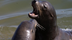 Sea lion bites young surfer in Monterey County: ‘I was screaming’