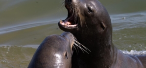 Sea lion bites young surfer in Monterey County: ‘I was screaming’
