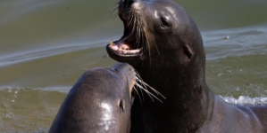 Sea lion bites young surfer in Monterey County: ‘I was screaming’