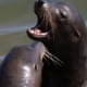 Sea lion bites young surfer in Monterey County: ‘I was screaming’