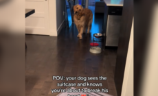 Dog Sees Owner’s Suitcase—His Sad Reaction Shows He Knows What That Means