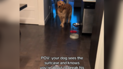 Dog Sees Owner’s Suitcase—His Sad Reaction Shows He Knows What That Means