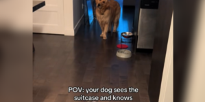 Dog Sees Owner’s Suitcase—His Sad Reaction Shows He Knows What That Means