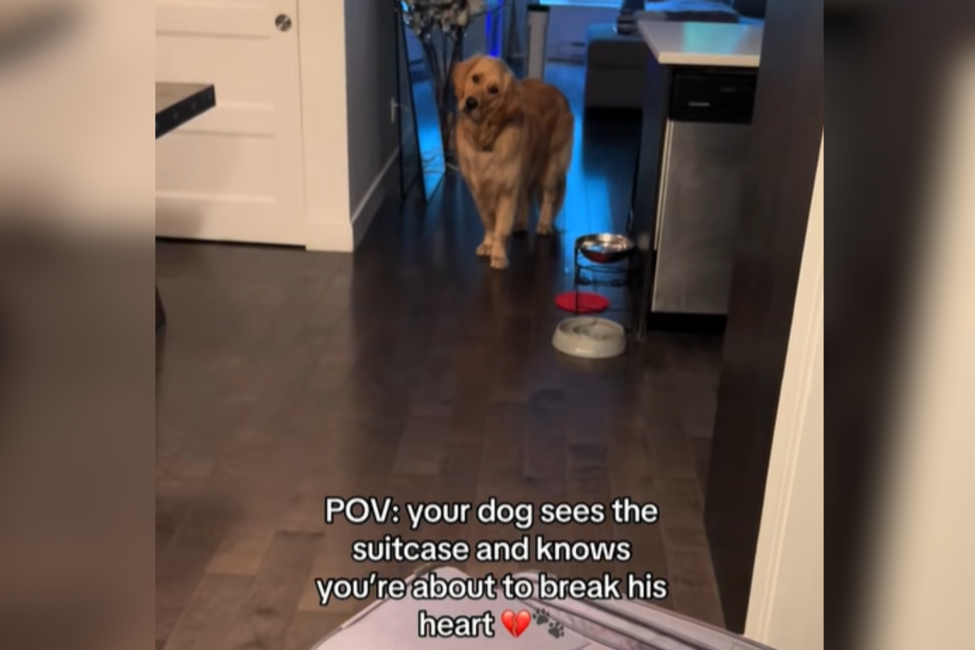 Dog Sees Owner’s Suitcase—His Sad Reaction Shows He Knows What That Means
