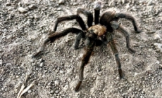 It’s tarantula mating season. Where you can spot the spider and how to avoid getting bit