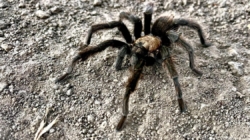 It’s tarantula mating season. Where you can spot the spider and how to avoid getting bit