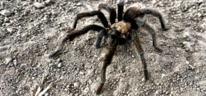 It’s tarantula mating season. Where you can spot the spider and how to avoid getting bit