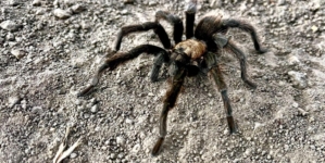 It’s tarantula mating season. Where you can spot the spider and how to avoid getting bit