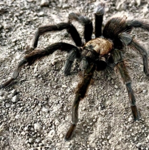 It’s tarantula mating season. Where you can spot the spider and how to avoid getting bit