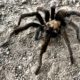 It’s tarantula mating season. Where you can spot the spider and how to avoid getting bit