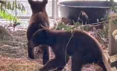 Bear cubs found wandering without their mom recuperating in San Diego