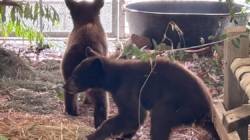 Bear cubs found wandering without their mom recuperating in San Diego