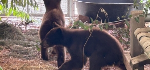 Bear cubs found wandering without their mom recuperating in San Diego